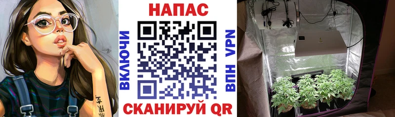 Конопля план  продажа наркотиков  Мещовск 